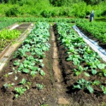 Ce proprietati trebuie sa aiba solul vegetal fertil?