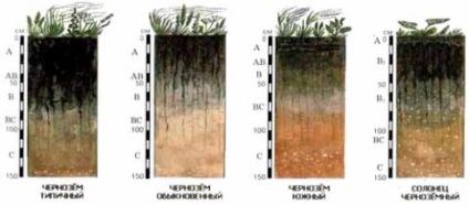 Ce proprietati trebuie sa aiba solul vegetal fertil?