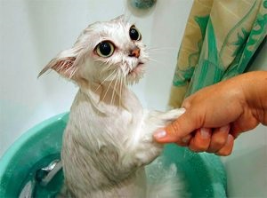 Cum să salvați o pisică de purici decât să o tratați și cum să spălați