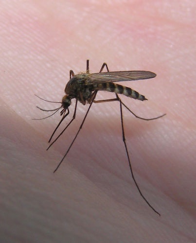 Cum să scapi de țânțari, de interior