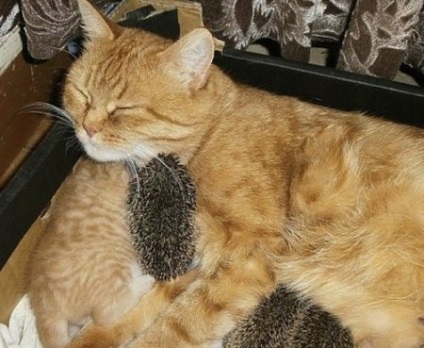 Ca pisică, dormama a adoptat patru arici orfani