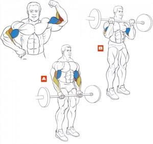 Hogyan szivattyúzzuk a bicepszet otthon