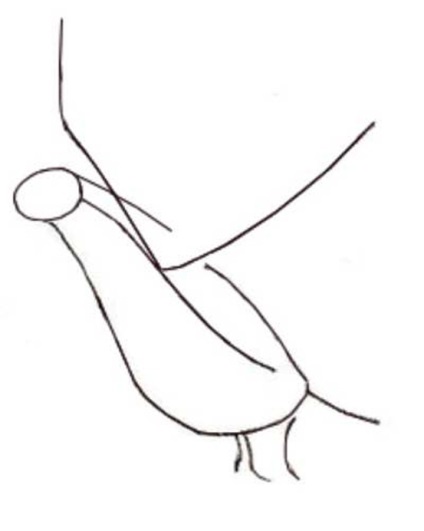 Cum de a desena un porumbel in creion pas cu pas