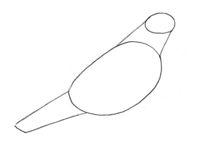 Cum de a desena un porumbel in creion pas cu pas