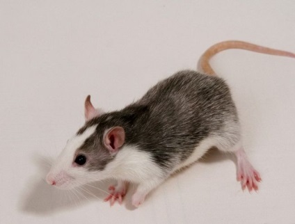 Care este vârsta gestațională a șobolanilor