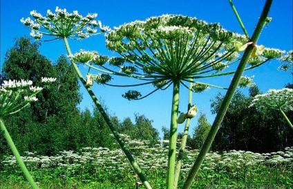 Cum să învingă cele cinci cele mai durabile buruieni