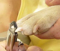 Hogyan lehet vágni egy kutya karmát - menedéket kutyáknak