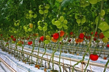 Cum de a lega în mod corespunzător tomate în beneficiile serii, moduri, materiale, fotografii, dachasadovnik
