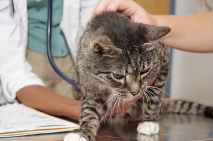 Cum să ajuți o pisică să reprogrameze o vizită la un medic veterinar