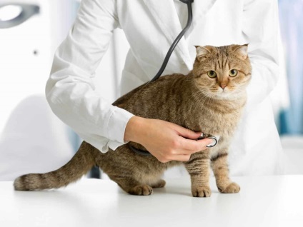 Cum să ajuți o pisică să reprogrameze o vizită la un medic veterinar