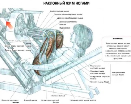 Cum se calculează raportul dintre sarcinile dintre presa de tip squat și banc