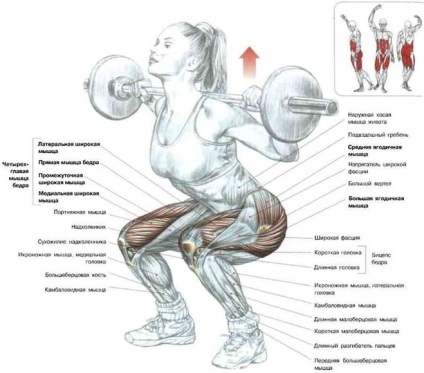 Cum se calculează raportul dintre sarcinile dintre presa de tip squat și banc