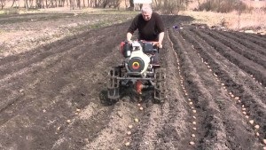Cum să plantați cartofii în mod corect pentru a obține o recoltă bună