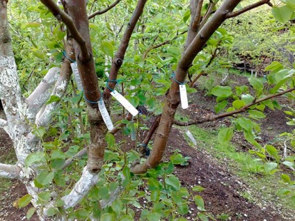 Cum să plantați un copac în mod corect în primăvară - instrucțiuni video despre copaci grefați