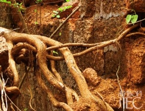 Cum să protejeze rădăcinile