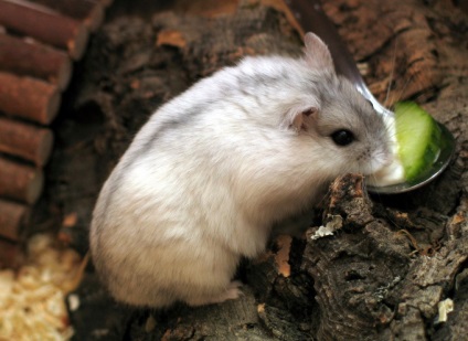 Cum să cunoști rasa unui hamster - un hamster are o coadă - alte animale de companie