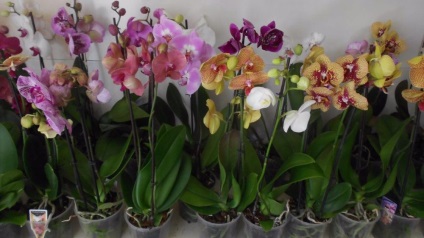 Cum sa alegi o orhidee intr-un magazin