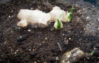 Cum să crească ghimbir cum să crească acasă, cum să planteze o rădăcină la domiciliu, puteți cameră