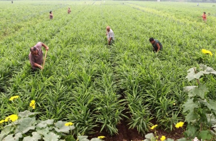 Cum să crească ghimbir cum să crească acasă, cum să planteze o rădăcină la domiciliu, puteți cameră