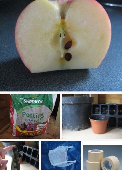 Cum sa cresti merele din seminte