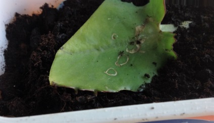 Kalanchoe degremona reproducere în trei moduri