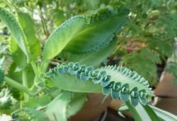 Bryophyllum daigremontianum грижи у дома, медицински свойства, възпроизвеждане и цъфтящи