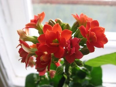 Kalanchoe Kalandiva (mix, mini) îngrijire la domiciliu