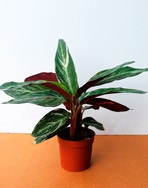 Calathea - calathea