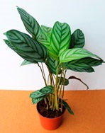 Calathea - calathea