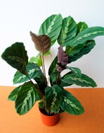 Calathea - calathea