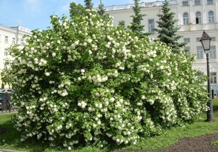 Kalina buldenyezh - frumusețea grădinii
