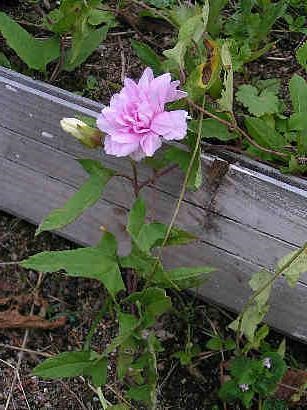 Calisthea terry sau trandafirul siberian