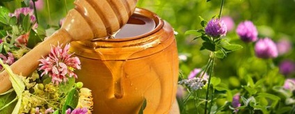 Trifoi miere proprietăți utile și contraindicații