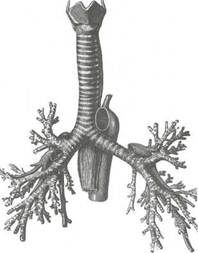 Anatomia clinică a traheei și a esofagului - stadopedie