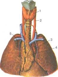 Anatomia clinică a traheei și a esofagului - stadopedie