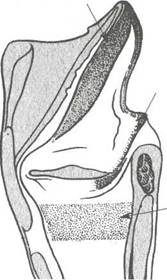 Anatomia clinică a traheei și a esofagului - stadopedie