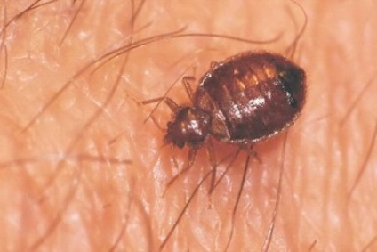 Bedbugs leírása a fajok és a harci mód