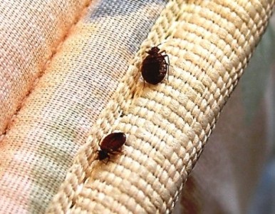 Bedbugs leírása a fajok és a harci mód