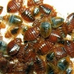 Bedbugs leírása a fajok és a harci mód
