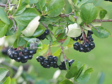 Când să colectați chokeberry negru pentru preparate la domiciliu