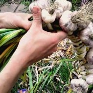 Când să recoltați usturoi de iarnă și cum să-l depozitați corect