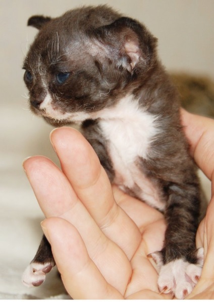 Devon Rex karmai