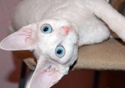 Devon Rex karmai