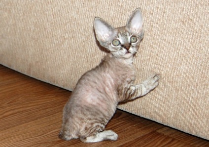 Claws de Devon Rex