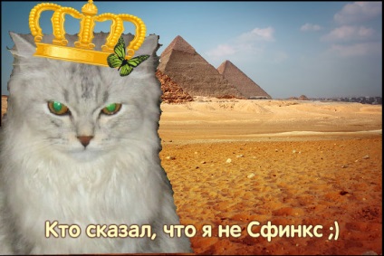 Concurență pentru proprietarii de pisici - kototvorchestvo
