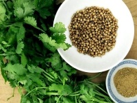 Coriandru (cilantro) - proprietăți utile