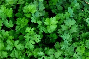 Coriandru (cilantro) - proprietăți utile