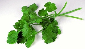 Coriandru (cilantro) - proprietăți utile