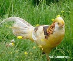 Hrană pentru fazani - seljanochka - portal pentru agricultori, agricultură, animale,