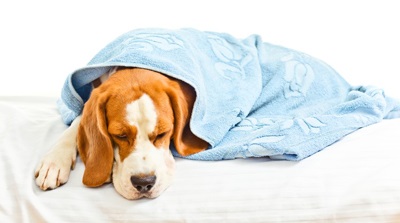 Intrită de coronavirus la câini - simptome și tratament al enteritei cu coronavirus